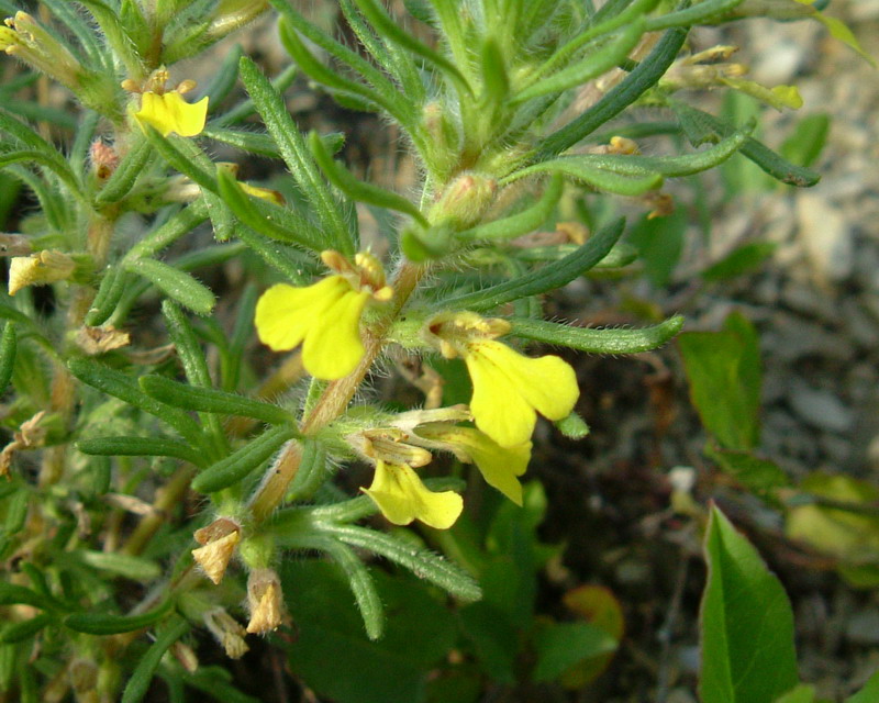 Ajuga chamaepitys / Camepizio